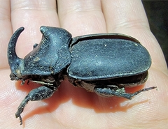 Trichogomphus mongol