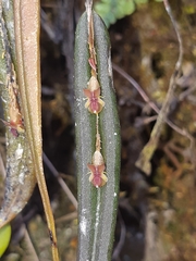 Lepanthes mucronata