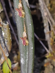 Lepanthes mucronata