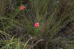 Oxalis bifurca angustiloba