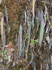 Lepanthes mucronata