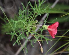 Oxalis bifurca angustiloba