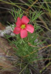 Oxalis bifurca angustiloba