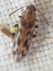 Prothalpia holmbergi