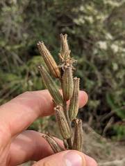 Oenothera wolfii