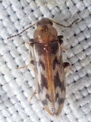 Prothalpia holmbergi
