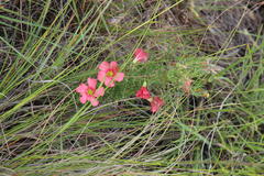 Oxalis bifurca angustiloba