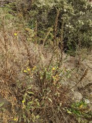 Oenothera wolfii