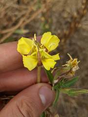 Oenothera wolfii