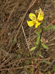 Oenothera wolfii