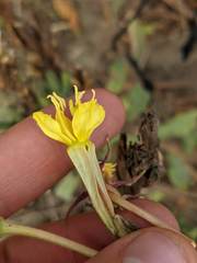 Oenothera wolfii