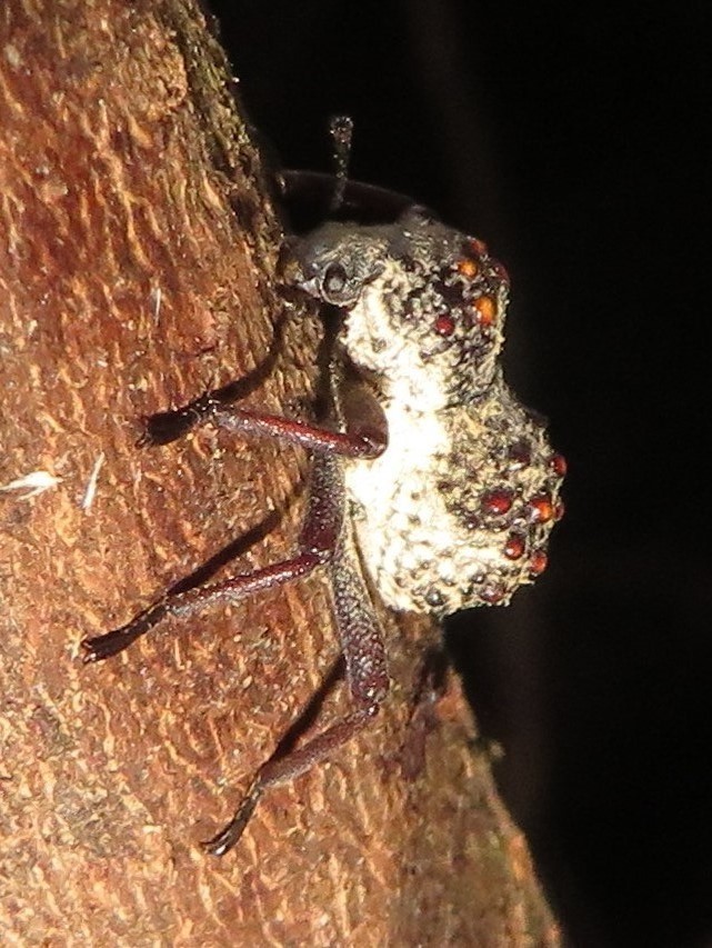 Cyrtotyche