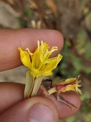 Oenothera wolfii