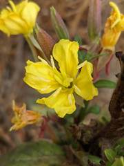 Oenothera wolfii