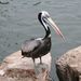 Peruvian Pelican - Photo (c) Alastair Rae, some rights reserved (CC BY-SA)