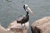 Peruvian Pelican - Photo (c) Alastair Rae, some rights reserved (CC BY-SA)
