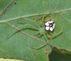 Araneus guttulatus