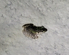 Odorrana tianmuii