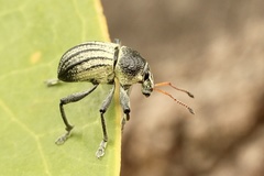 Psapharus ruficornis