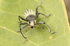 Psapharus ruficornis