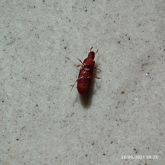 Tribolium castaneum