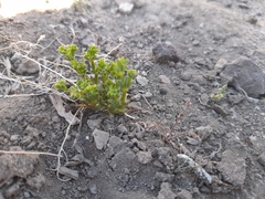 Lastarriaea chilensis