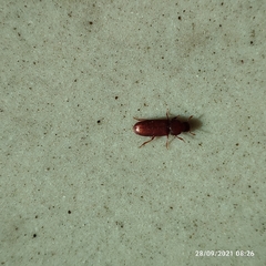 Tribolium castaneum