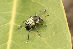 Psapharus ruficornis