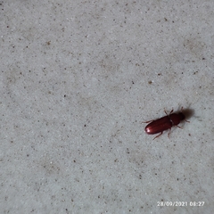 Tribolium castaneum