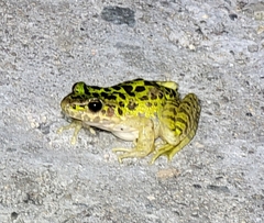 Odorrana tianmuii