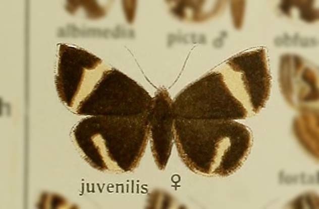 Euclidia juvenilis
