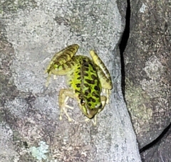 Odorrana tianmuii