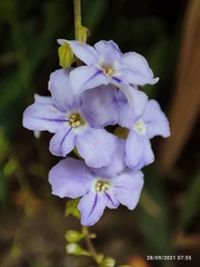 Duranta erecta