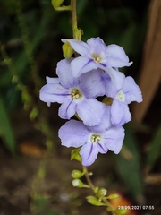 Duranta erecta