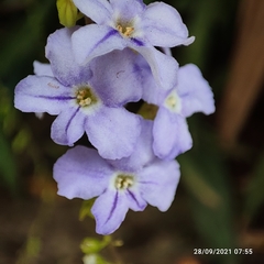 Duranta erecta