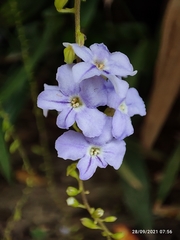 Duranta erecta