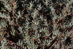 Lampranthus explanatus