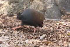 Megapodius reinwardt tumulus