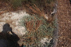 Lampranthus explanatus