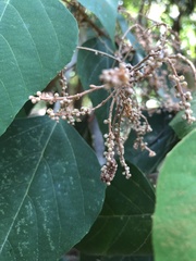 Megisba malaya sikkima