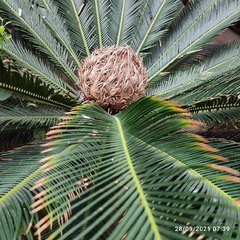 Cycas revoluta