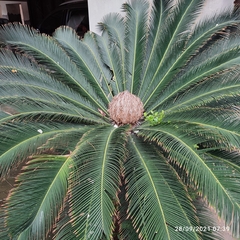 Cycas revoluta