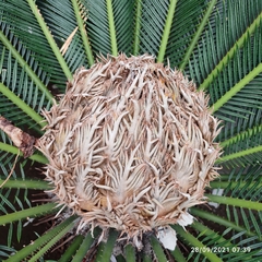 Cycas revoluta
