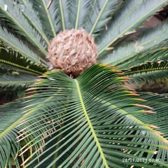 Cycas revoluta