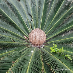 Cycas revoluta