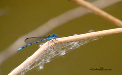Argia tarascana