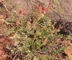 Indigofera sanguinea