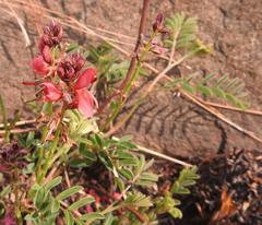Indigofera sanguinea