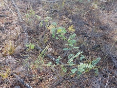 Astragalus propinquus