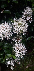 Ixora chinensis